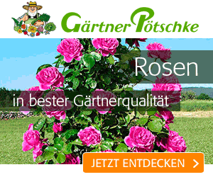 Rosen in bester Gärtnerqualität