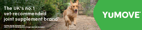 cshow An older dog still needs daily exercise – here’s how to achieve it